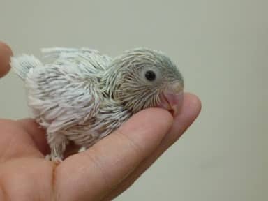 5月15日 マメルリハ! マメルリハ