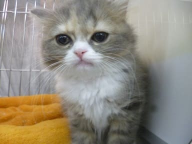 ブリティッシュショートヘア