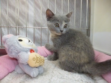 ブリティッシュショートヘア