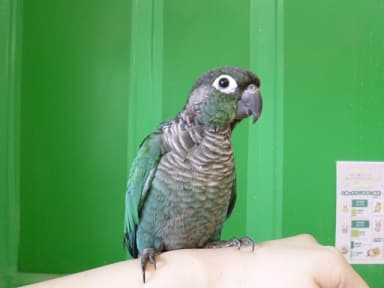 5月22日 ウロコインコ紹介! ウロコインコの仲間