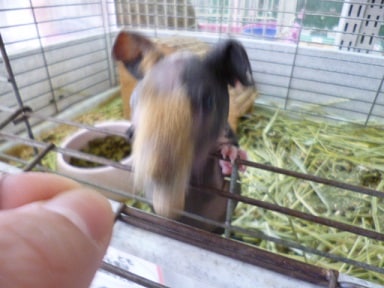 スキニーギニアピッグ