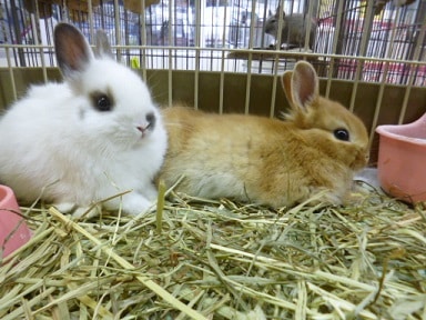 1月25日 小動物ケージ特売! 説明画像です