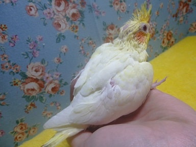 オカメインコ ルチノー オカメインコ