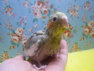 オカメインコ シナモン オカメインコ