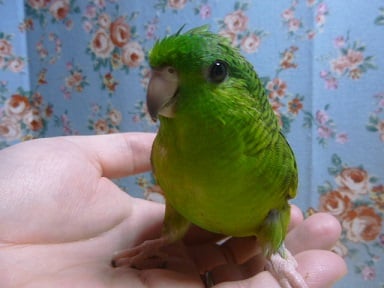 サザナミインコ