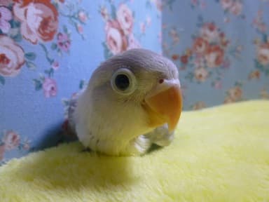 ボタンインコ ホワイト ボタンインコ