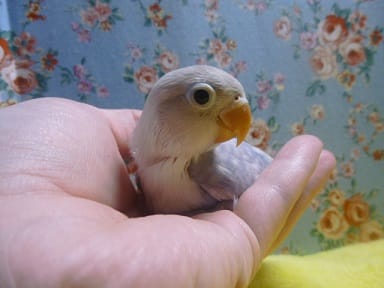 ボタンインコ