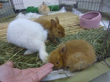 ドワーフラビット