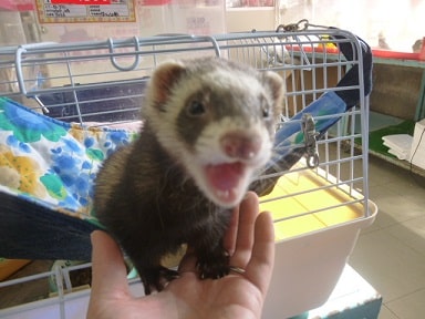 フェレット