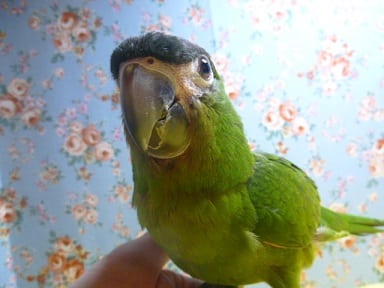 コミドリコンゴウインコ