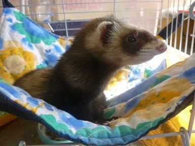 フェレット