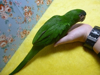 コミドリコンゴウインコ