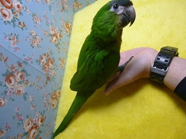 コミドリコンゴウインコ