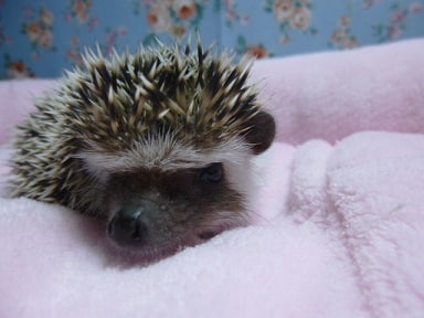 ハリネズミ（ヨツユビハリネズミ）