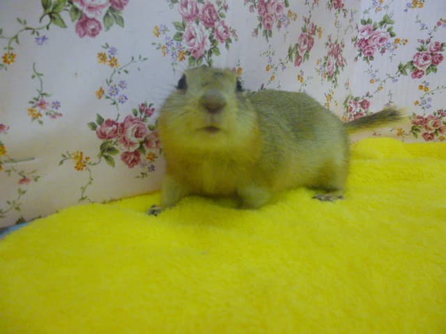 リチャードソンジリス