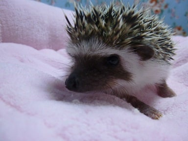ハリネズミ（ヨツユビハリネズミ）
