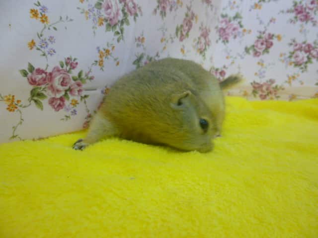 リチャードソンジリス