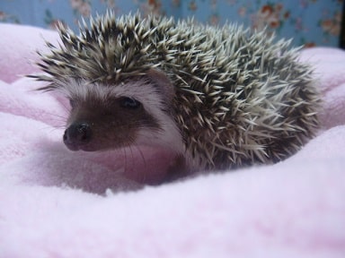 ハリネズミ（ヨツユビハリネズミ）