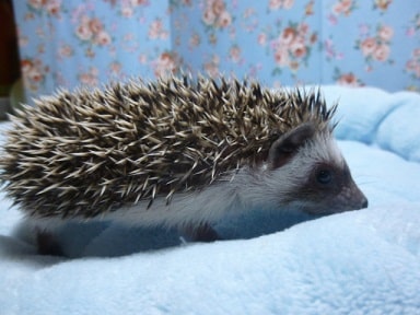 ハリネズミ（ヨツユビハリネズミ）