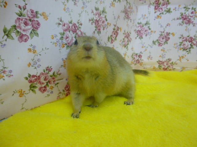 リチャードソンジリス リチャードソンジリス