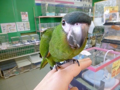 コミドリコンゴウインコ