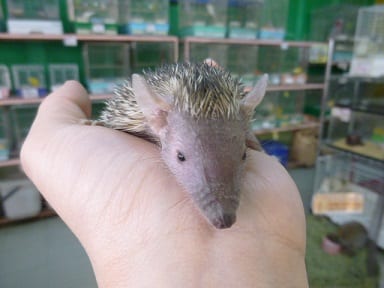 ヒメハリテンレック