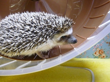 ハリネズミの運動風景 ハリネズミ(ヨツユビハリネズミ)