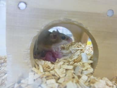 アフリカチビネズミ