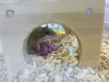 アフリカチビネズミ