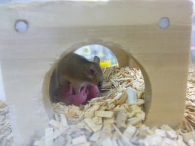 アフリカチビネズミ