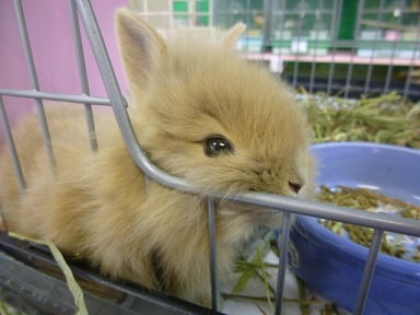 ライオンラビット