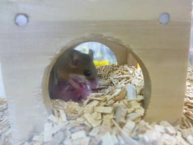 アフリカチビネズミ