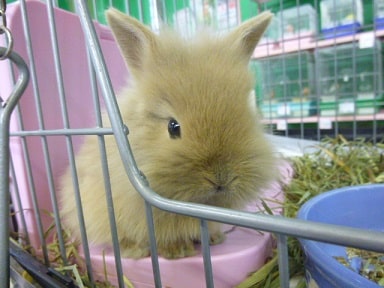 ライオンラビット