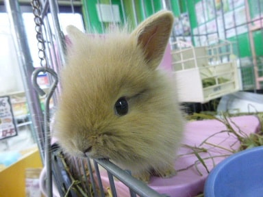 ライオンラビット