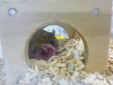 アフリカチビネズミ