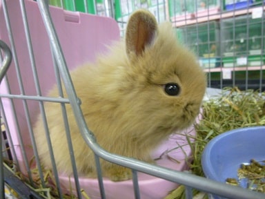 ライオンラビット