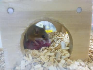 アフリカチビネズミ