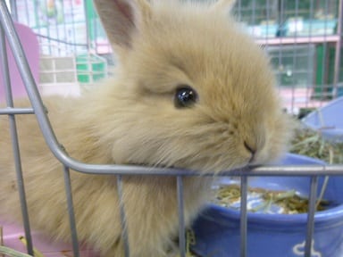 ライオンラビット