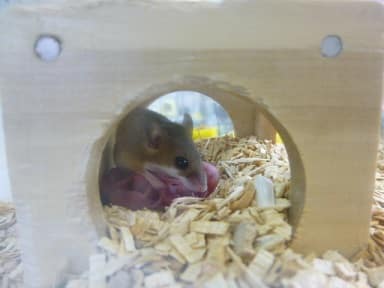 アフリカチビネズミ