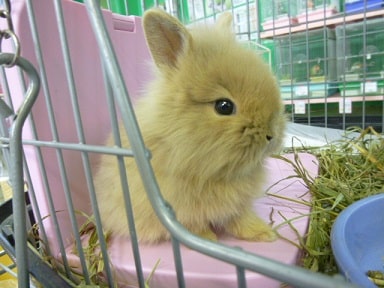 ライオンラビット