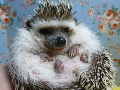 ハリネズミの運動風景 ハリネズミ(ヨツユビハリネズミ)