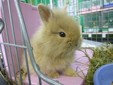 ライオンラビット