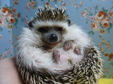 ハリネズミの運動風景 ハリネズミ(ヨツユビハリネズミ)