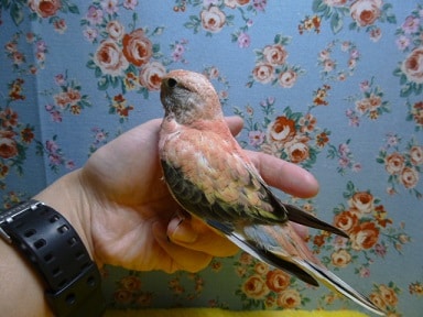 アキクサインコ（秋草インコ）