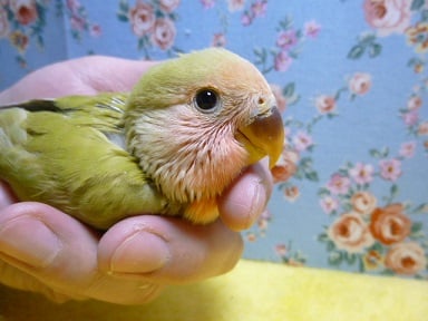 コザクラインコ（小桜インコ）