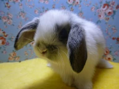 ロップイヤーラビット