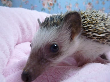 ハリネズミ（ヨツユビハリネズミ）