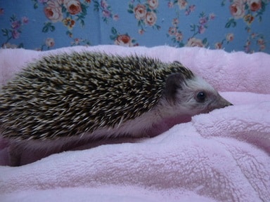 ハリネズミ（ヨツユビハリネズミ）