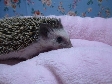 ハリネズミ（ヨツユビハリネズミ）