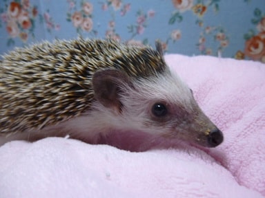 ハリネズミ（ヨツユビハリネズミ）